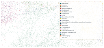 UMAP embedding